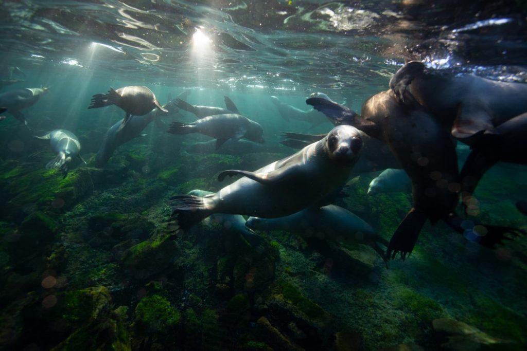 El Mar en la Ciudad. Se presentó en Buenos Aires un proyecto financiado por la UE para proteger el Mar Patagónico El Mar en la Ciudad. Se presentó en Buenos Aires un proyecto financiado por la UE para proteger el Mar Patagónico
