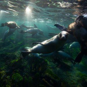El Mar en la Ciudad. Se presentó en Buenos Aires un proyecto financiado por la UE para proteger el Mar Patagónico El Mar en la Ciudad. Se presentó en Buenos Aires un proyecto financiado por la UE para proteger el Mar Patagónico