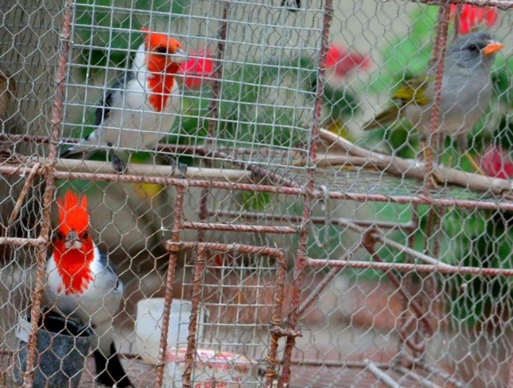 9 de cada 10 animales capturados mueren. Dramático informe sobre el tráfico ilegal de fauna en Argentina 9 de cada 10 animales capturados mueren. Dramático informe sobre el tráfico ilegal de fauna en Argentina