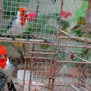 9 de cada 10 animales capturados mueren. Dramático informe sobre el tráfico ilegal de fauna en Argentina 9 de cada 10 animales capturados mueren. Dramático informe sobre el tráfico ilegal de fauna en Argentina