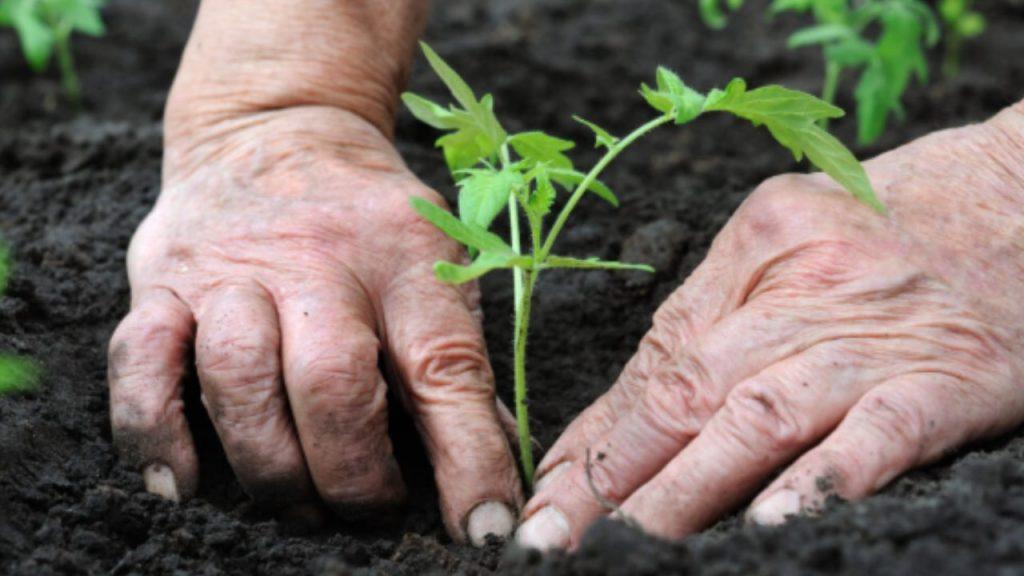 El plan de una multinacional para liderar la agricultura regenerativa con incentivos financieros El plan de una multinacional para liderar la agricultura regenerativa con incentivos financieros