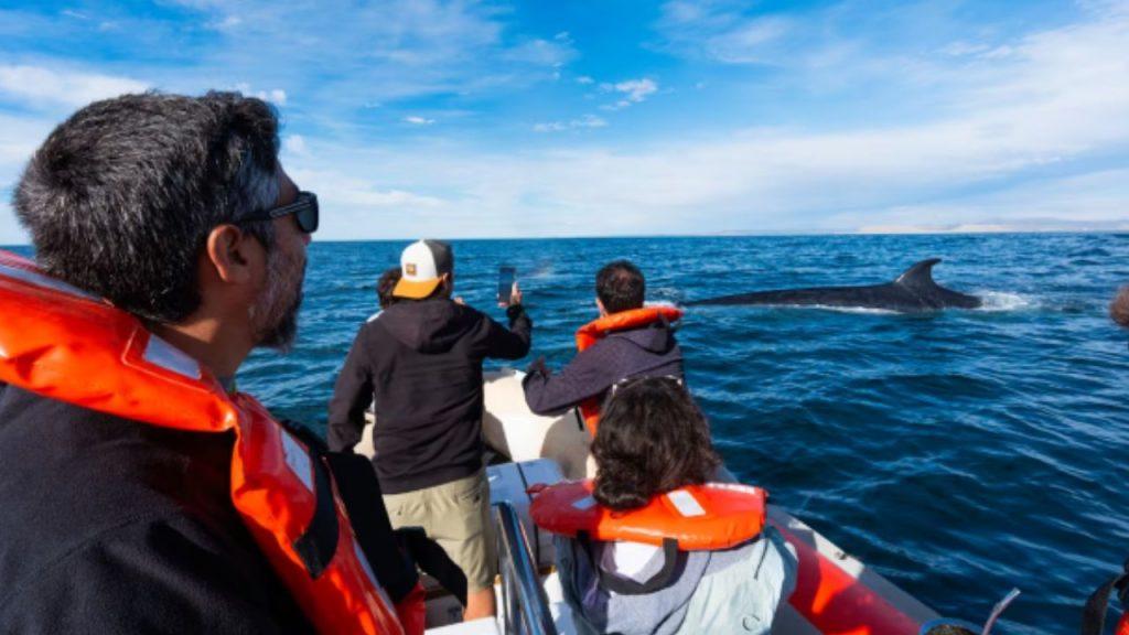 Impacto en la costa: reaparece la ballena sei en Comodoro Rivadavia y crece el interés científico y turístico Impacto en la costa: reaparece la ballena sei en Comodoro Rivadavia y crece el interés científico y turístico