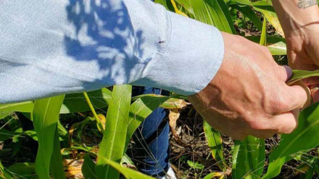 El plan de la compañía agroindustrial más importante para convertirse en “gestor de carbono” El plan de la compañía agroindustrial más importante para convertirse en “gestor de carbono”