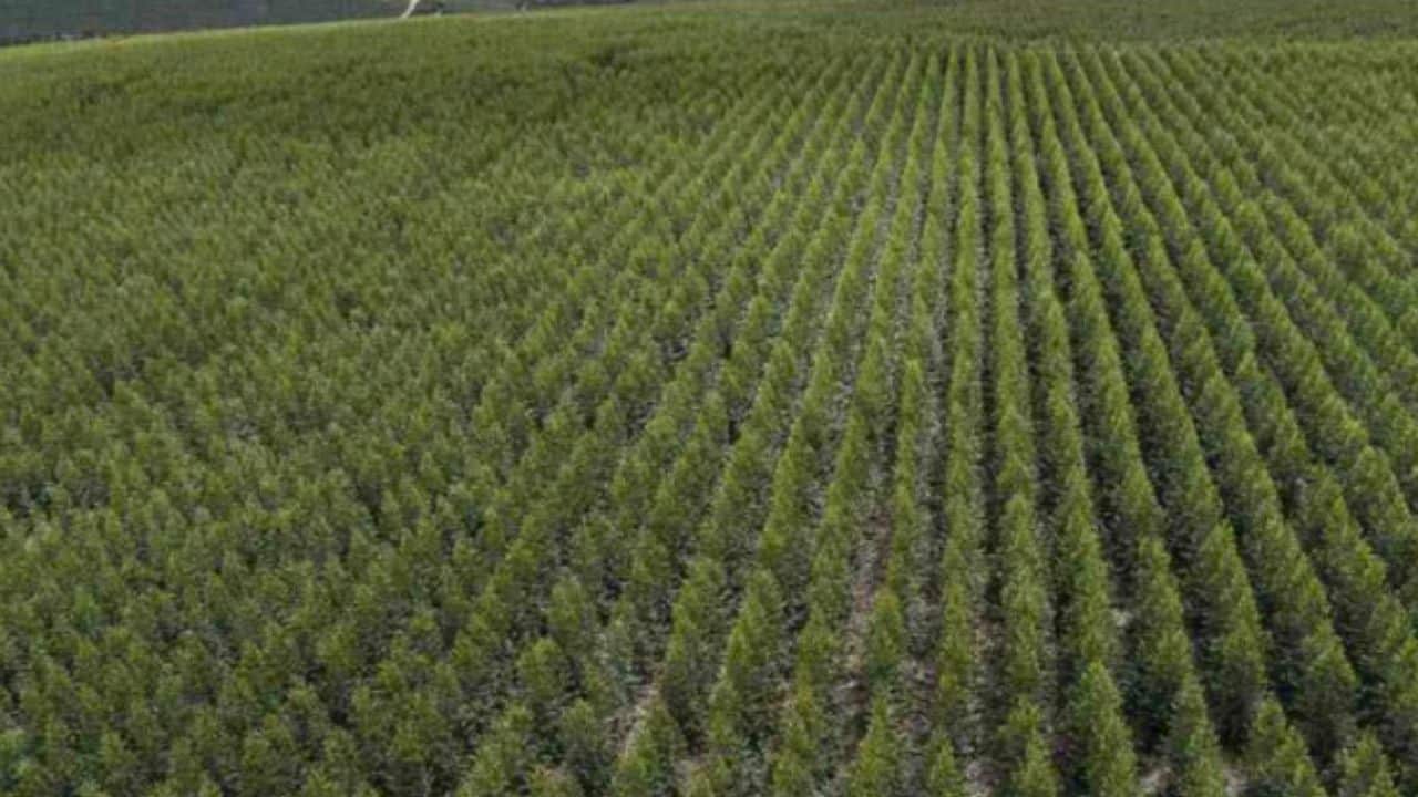 Cresud apuesta a transformar sus campos en activos ambientales y entrar al negocio global del carbono