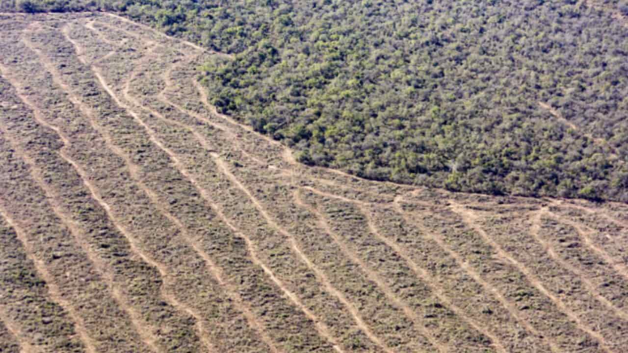 Cresud apuesta a transformar sus campos en activos ambientales y entrar al negocio global del carbono