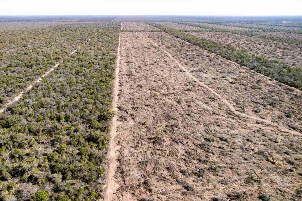 Bosques: Argentina perdió casi 2 millones de hectáreas y busca reformar la ley para seguir arrasándolos Bosques: Argentina perdió casi 2 millones de hectáreas y busca reformar la ley para seguir arrasándolos
