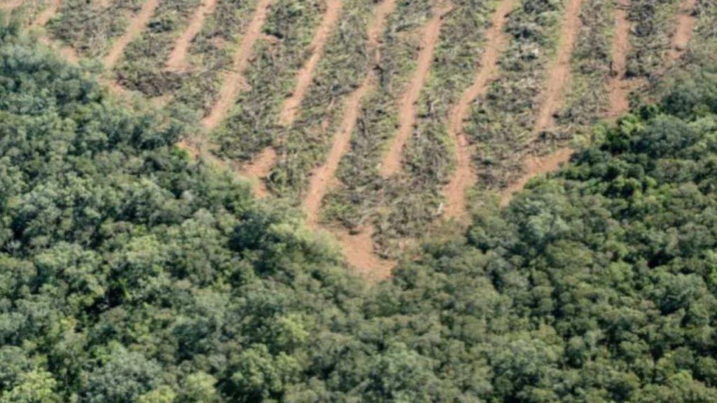 Deforestación en Argentina: se perdieron más de 200.000 hectáreas y crece la preocupación por una reforma clave Deforestación en Argentina: se perdieron más de 200.000 hectáreas y crece la preocupación por una reforma clave