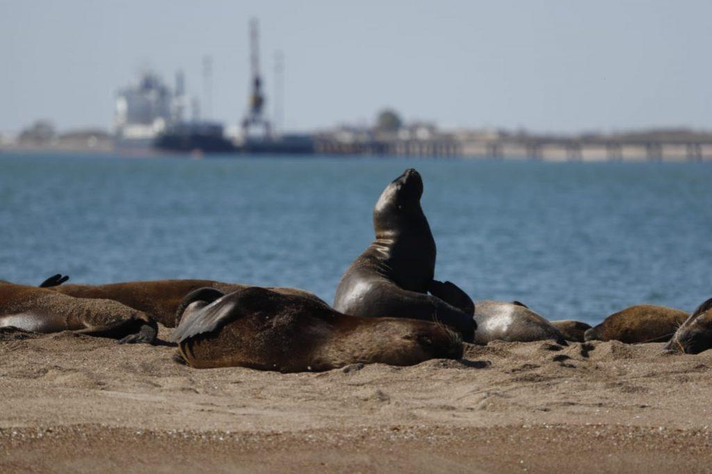 Piden a la justicia frenar un proyecto de gas licuado en el Golfo San Matías Piden a la justicia frenar un proyecto de gas licuado en el Golfo San Matías