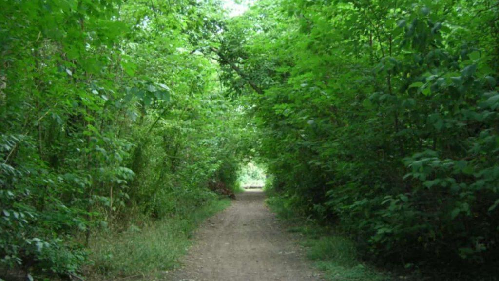 Una reserva natural gratis a minutos del caos porteño: senderos, aves y silencio total Una reserva natural gratis a minutos del caos porteño: senderos, aves y silencio total