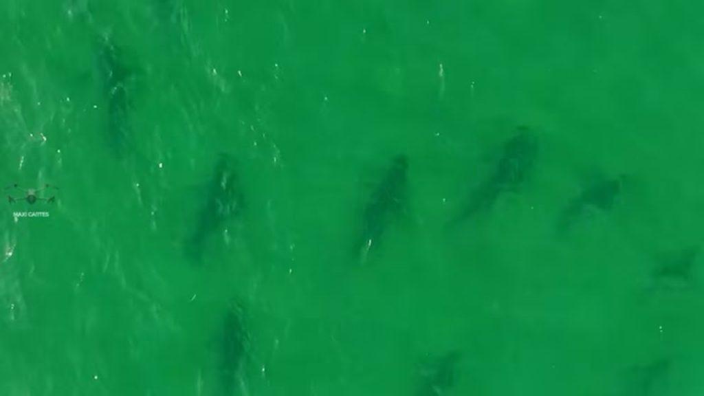 Imágenes sorprendentes: Avistaron más de 100 tiburones en el Golfo San Matías Imágenes sorprendentes: Avistaron más de 100 tiburones en el Golfo San Matías