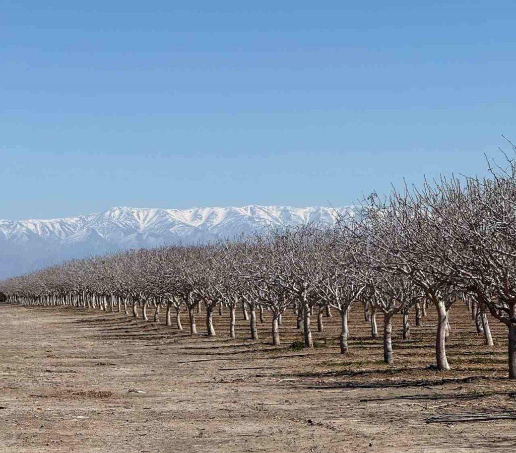 Crece el interés en invertir en campos para la producción de pistacho. Qué tan sustentable es este cultivo? Crece el interés en invertir en campos para la producción de pistacho. Qué tan sustentable es este cultivo?