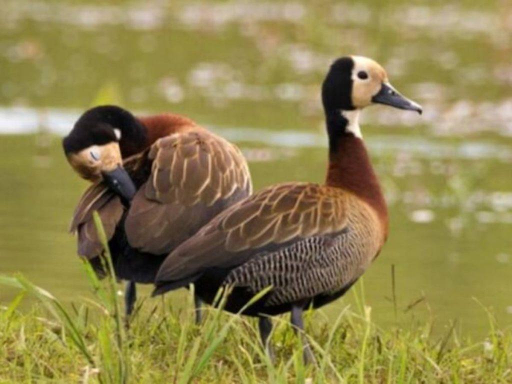 Vida silvestre o trofeo: la pulseada ética que define la temporada de caza en Entre Ríos Vida silvestre o trofeo: la pulseada ética que define la temporada de caza en Entre Ríos