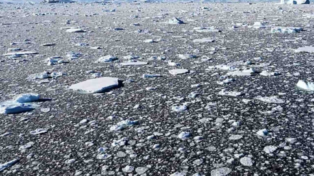 Detectan microplásticos en la Antártida: el hallazgo en isla Decepción que alerta sobre la contaminación Detectan microplásticos en la Antártida: el hallazgo en isla Decepción que alerta sobre la contaminación