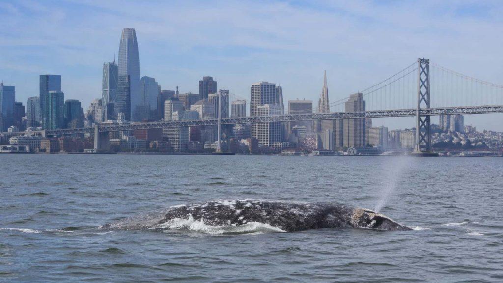 Alerta biológica: el calentamiento de los océanos empuja a las ballenas a una «trampa mortal» Alerta biológica: el calentamiento de los océanos empuja a las ballenas a una «trampa mortal»