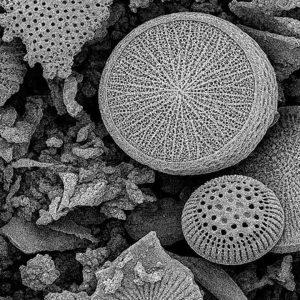 Científicos argentinos crearon un dispositivo doméstico para filtrar micro y nanoplásticos del agua Científicos argentinos crearon un dispositivo doméstico para filtrar micro y nanoplásticos del agua