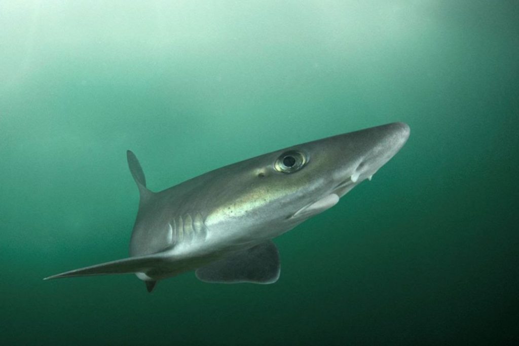 Semana Santa: piden no comer gatuzo. Las razones Semana Santa: piden no comer gatuzo. Las razones