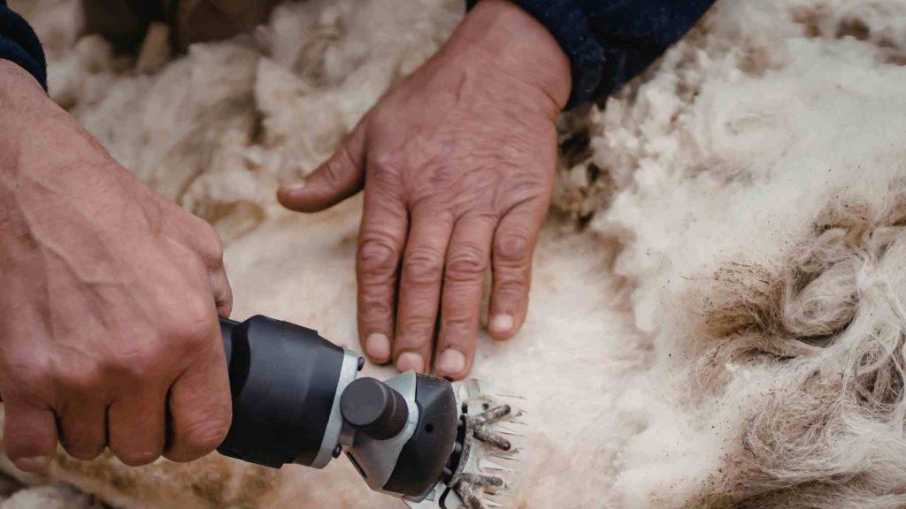 El innovador recurso que promete bajar el gasto en energía gracias a la lana de oveja El innovador recurso que promete bajar el gasto en energía gracias a la lana de oveja