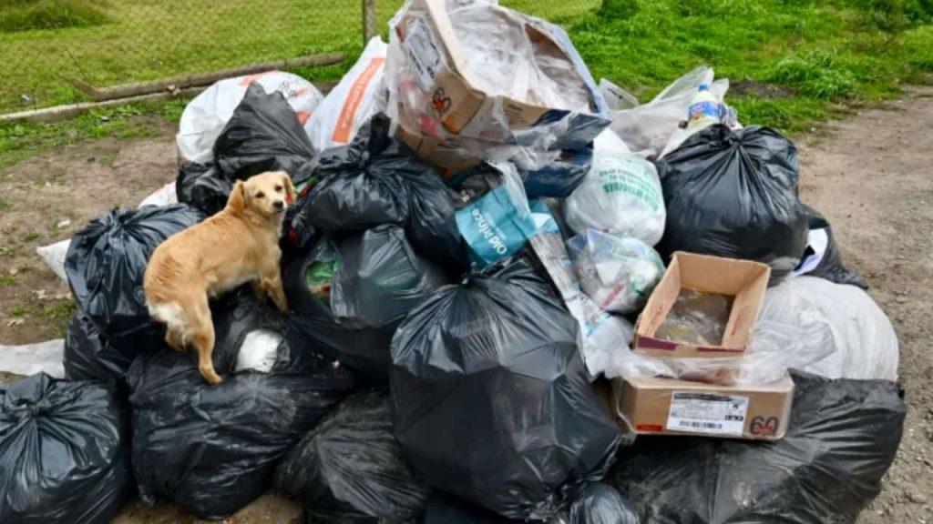Basura, ratas y oscuridad: estalla la bronca vecinal en La Plata tras la municipalización de la recolección Basura, ratas y oscuridad: estalla la bronca vecinal en La Plata tras la municipalización de la recolección