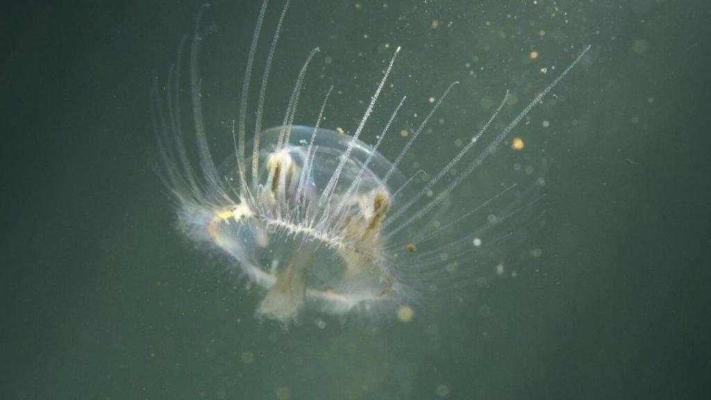 Invasión silenciosa en la Patagonia: alertan por el avance de una medusa asiática en los lagos de Río Negro Invasión silenciosa en la Patagonia: alertan por el avance de una medusa asiática en los lagos de Río Negro