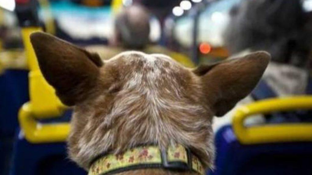 Mascotas arriba del colectivo: el Congreso busca obligar a las empresas y se termina el “depende del chofer” Mascotas arriba del colectivo: el Congreso busca obligar a las empresas y se termina el “depende del chofer”