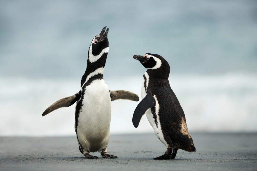 Alerta en la Patagonia: detectan «químicos eternos» en más del 90% de los pingüinos analizados Alerta en la Patagonia: detectan «químicos eternos» en más del 90% de los pingüinos analizados