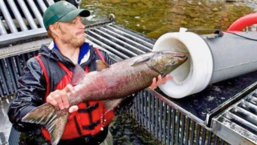 El insólito “cañón de salmones” que dispara peces por tubos para salvarlos de las represas El insólito “cañón de salmones” que dispara peces por tubos para salvarlos de las represas
