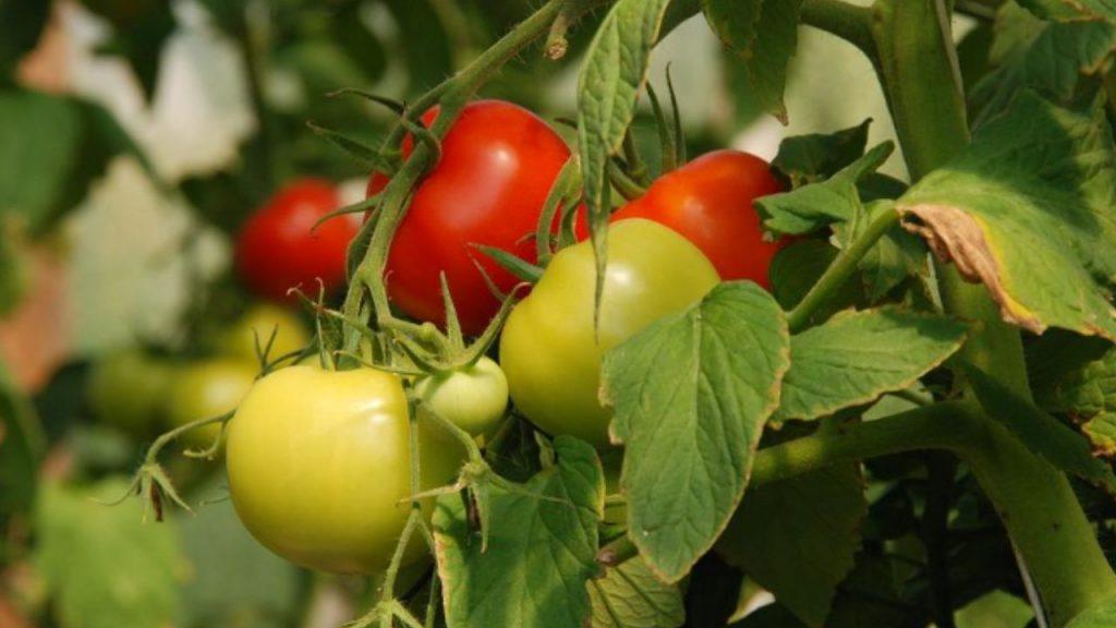Adiós a los agroquímicos tóxicos: científicos argentinos eliminaron una plaga del tomate con hongos y restos de brócoli Adiós a los agroquímicos tóxicos: científicos argentinos eliminaron una plaga del tomate con hongos y restos de brócoli