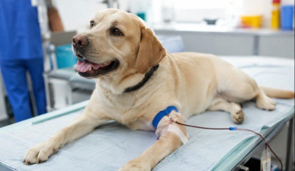 Perros y gatos podrán donar sangre en CABA: cómo funcionará el nuevo registro oficial Perros y gatos podrán donar sangre en CABA: cómo funcionará el nuevo registro oficial