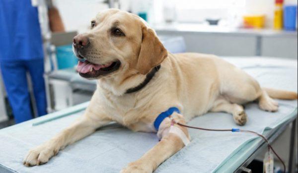 CABA crea un registro de donantes de sangre para perros y gatos: cómo funciona