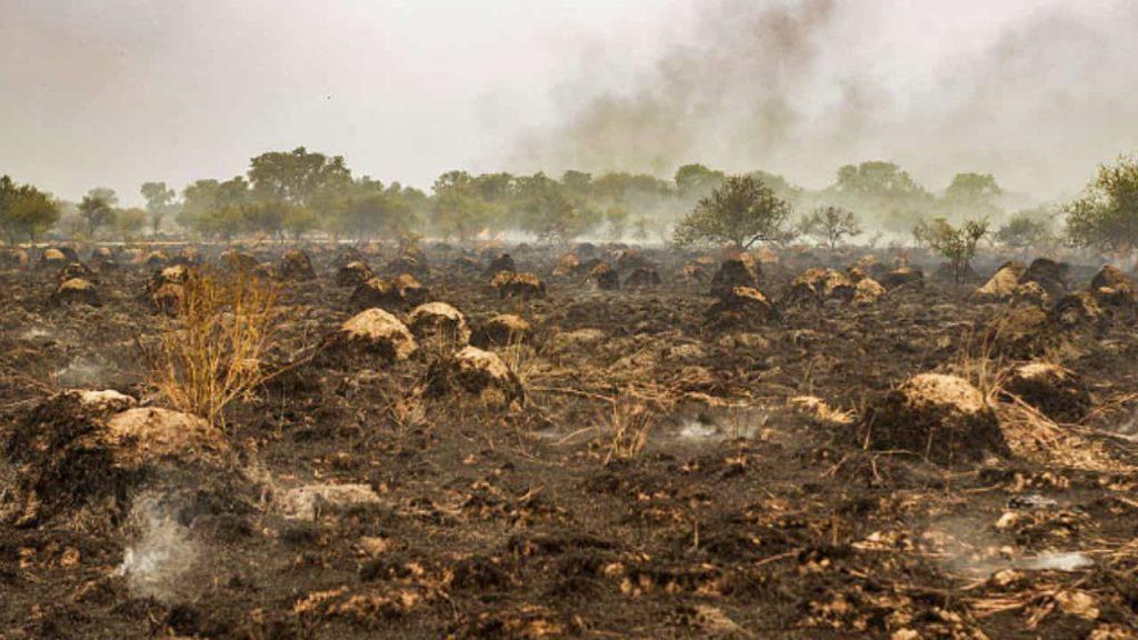 Declaran “ecocidio” al modelo forestal que transformó más de 500 mil hectáreas en Corrientes Declaran “ecocidio” al modelo forestal que transformó más de 500 mil hectáreas en Corrientes