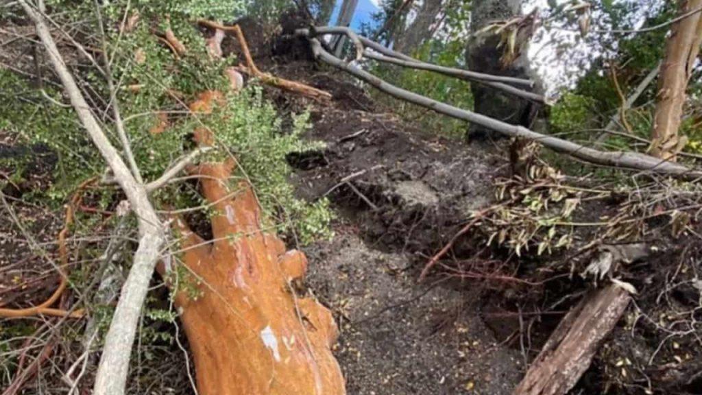 Tala ilegal en Villa La Angostura: deberán plantar 57 árboles nativos para reparar el daño ambiental Tala ilegal en Villa La Angostura: deberán plantar 57 árboles nativos para reparar el daño ambiental