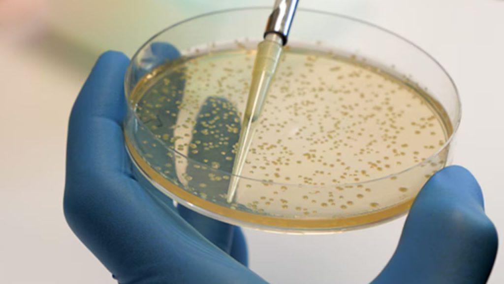 Hallaron cómo frenar una peligrosa bacteria que causa intoxicaciones alimentarias Hallaron cómo frenar una peligrosa bacteria que causa intoxicaciones alimentarias