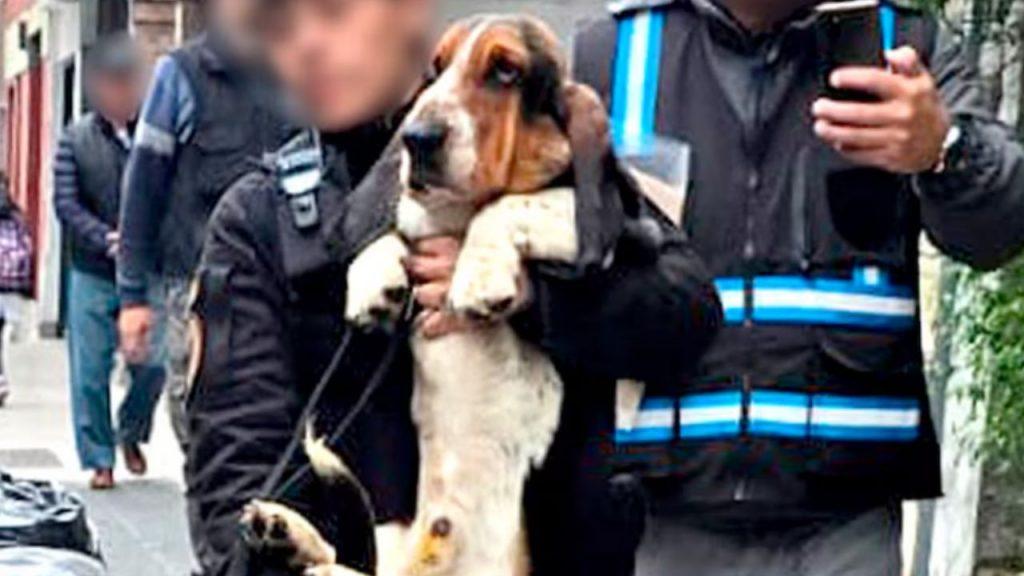 Criaderos del horror: rescatan 14 perros en Almagro y exponen un negocio que sigue funcionando en la clandestinidad Criaderos del horror: rescatan 14 perros en Almagro y exponen un negocio que sigue funcionando en la clandestinidad