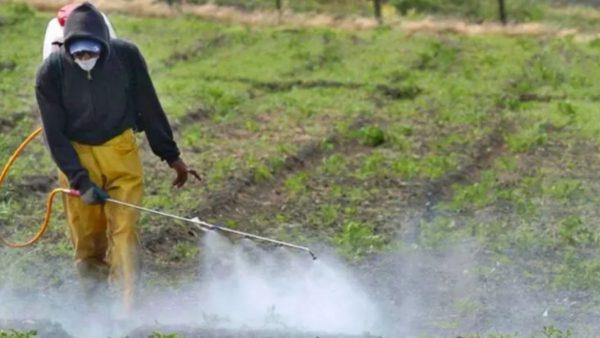 Agricultor equipado con mascarilla, capota y pantalones de protección fumigando cultivos en un campo agrícola mediante una manguera pulverizadora.