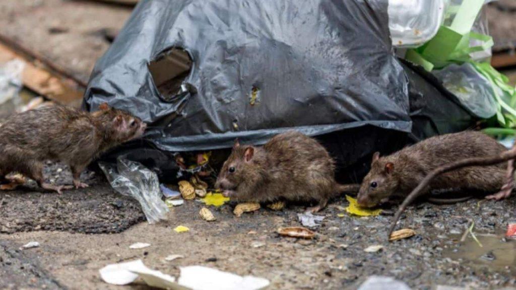 Preocupación en zona sur por una invasión de ratas: vecinos apuntan a un predio sindical y exigen respuestas Preocupación en zona sur por una invasión de ratas: vecinos apuntan a un predio sindical y exigen respuestas