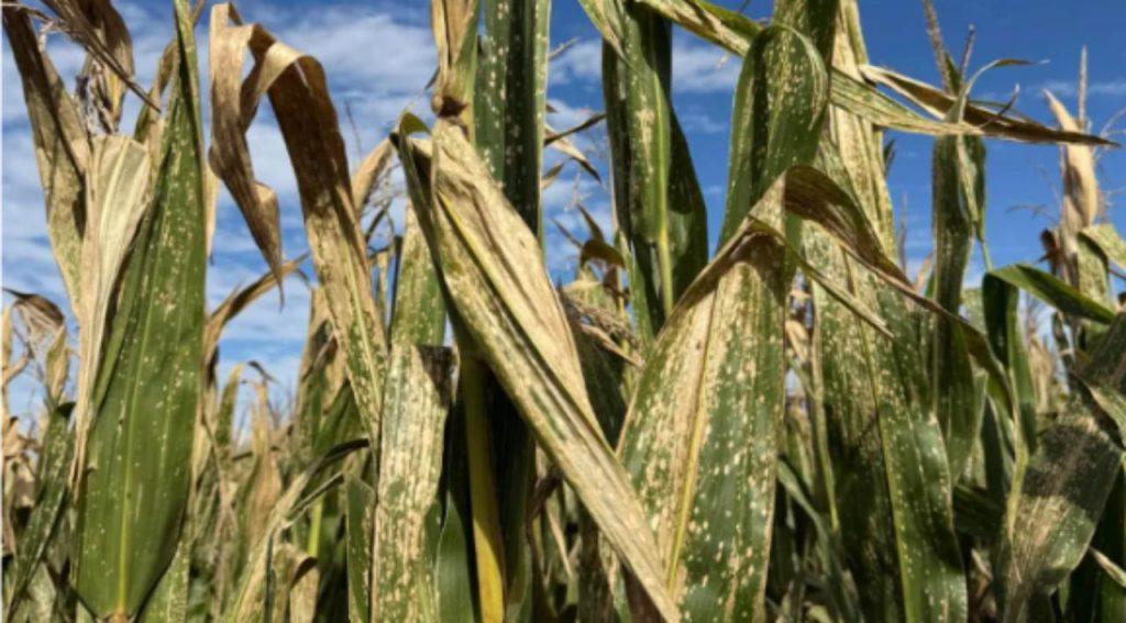 Una enfermedad impulsada por el clima gana terreno en el maíz y preocupa a productores Una enfermedad impulsada por el clima gana terreno en el maíz y preocupa a productores