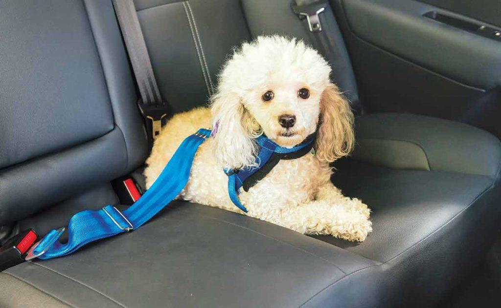 Mar del Plata: los taxis podrán transportar mascotas tras un cambio en la ordenanza Mar del Plata: los taxis podrán transportar mascotas tras un cambio en la ordenanza