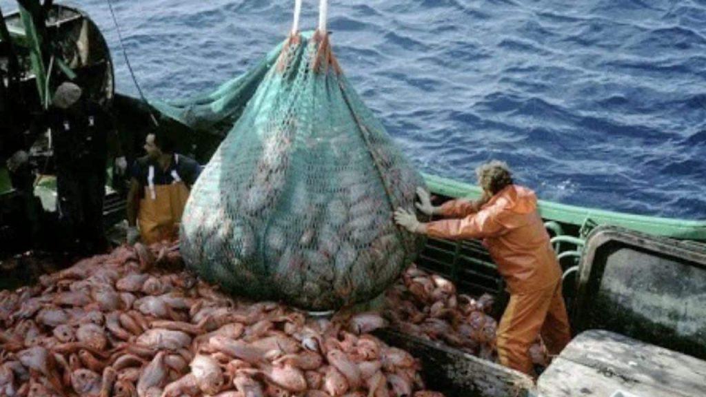 Pesca de calamar: la Provincia cuestiona la ampliación de la flota y alerta por riesgos ambientales y perjuicios para Mar del Plata Pesca de calamar: la Provincia cuestiona la ampliación de la flota y alerta por riesgos ambientales y perjuicios para Mar del Plata