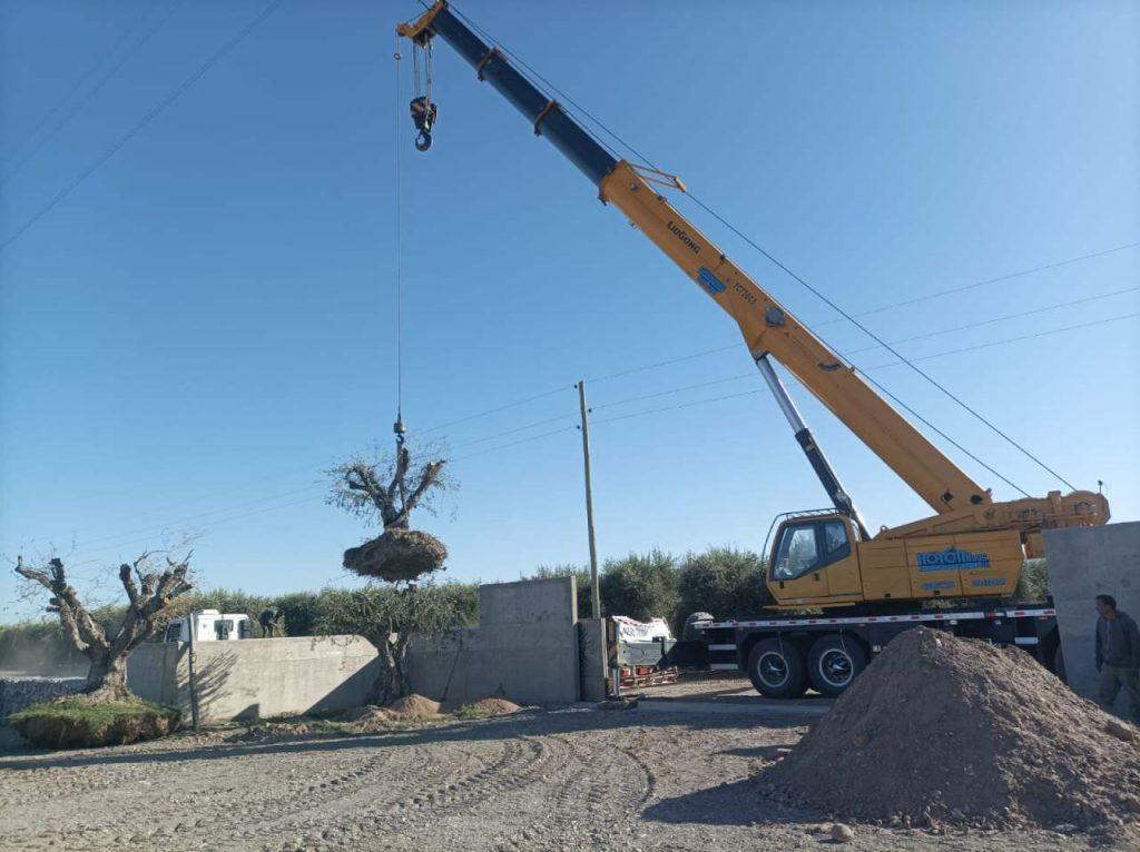 Tala indiscriminada en Mendoza: denuncian que el avance inmobiliario está destruyendo olivos centenarios Tala indiscriminada en Mendoza: denuncian que el avance inmobiliario está destruyendo olivos centenarios