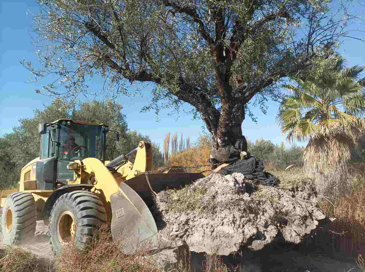 Tala indiscriminada en Mendoza: denuncian que el avance inmobiliario ...
