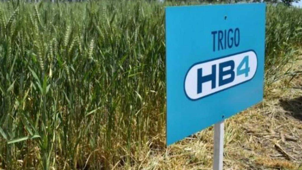 Polémica en el agro: aseguran que el trigo transgénico argentino es un “fracaso” y al final no resiste la sequía Polémica en el agro: aseguran que el trigo transgénico argentino es un “fracaso” y al final no resiste la sequía