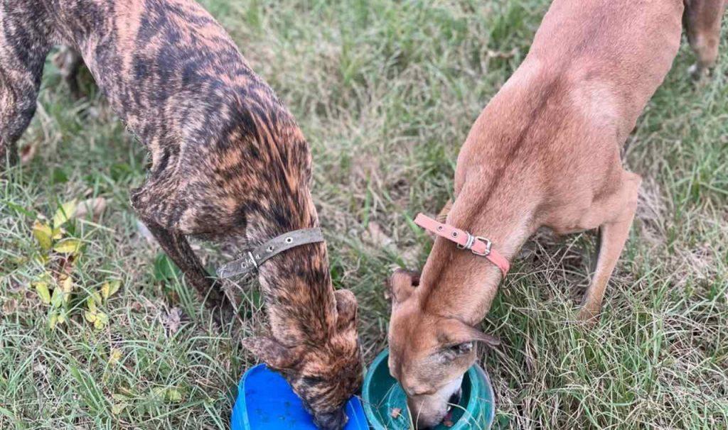 Fallo histórico en el campo bonaerense: la Justicia secuestró galgos usados para la caza ilegal Fallo histórico en el campo bonaerense: la Justicia secuestró galgos usados para la caza ilegal