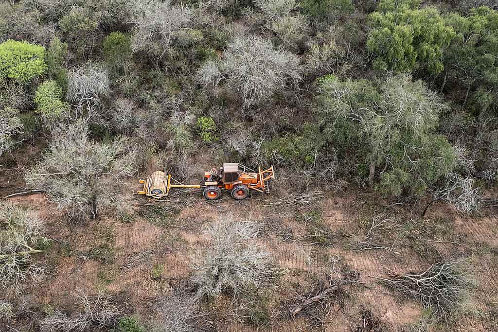 La deforestación afectó más de 40 mil hectáreas en el norte argentino durante los primeros seis meses del año La deforestación afectó más de 40 mil hectáreas en el norte argentino durante los primeros seis meses del año