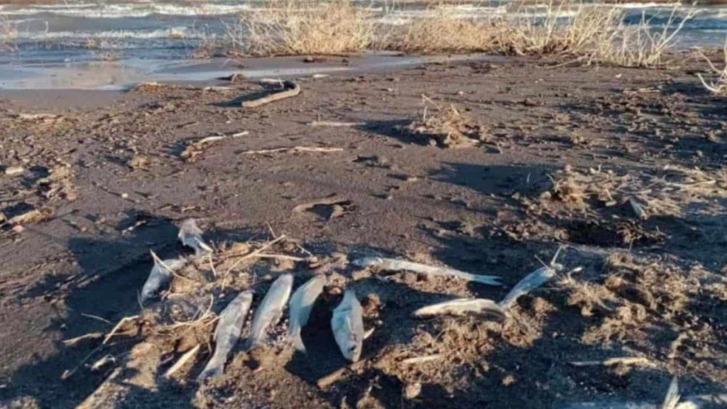 Barrick Gold y Shandong Gold, bajo la lupa: un informe detectó grave contaminación con metales en San Juan Barrick Gold y Shandong Gold, bajo la lupa: un informe detectó grave contaminación con metales en San Juan