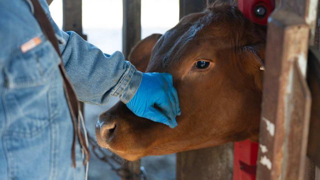 El cambio climático expande una amenaza silenciosa para la carne que se consume El cambio climático expande una amenaza silenciosa para la carne que se consume
