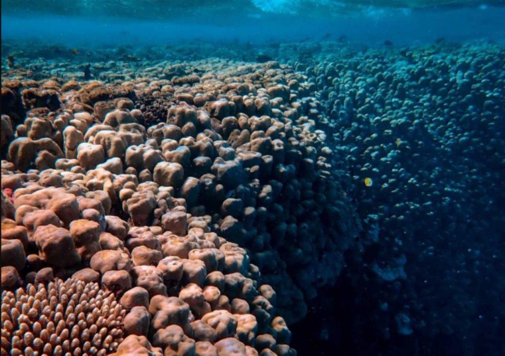Descubrieron más de 5.000 especies desconocidas bajo el Pacífico en una zona codiciada por la minería Descubrieron más de 5.000 especies desconocidas bajo el Pacífico en una zona codiciada por la minería