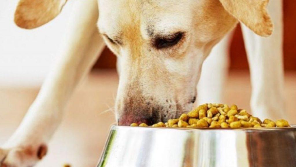 Pedigree retira de urgencia alimentos enlatados para perros por contaminación con metal y plástico Pedigree retira de urgencia alimentos enlatados para perros por contaminación con metal y plástico