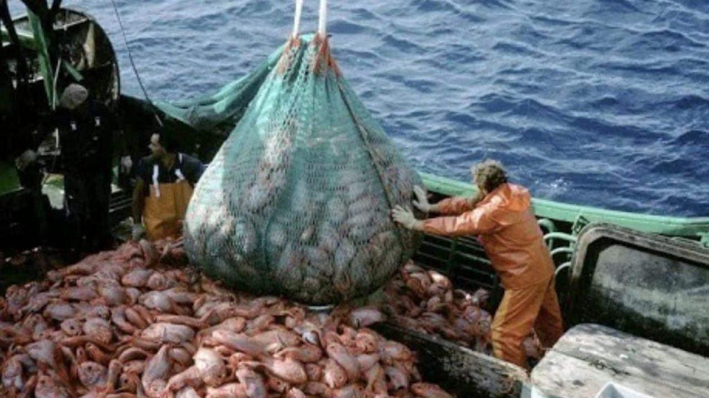 La Justicia habilitó una demanda contra el sistema de puntajes para otorgar permisos de pesca de calamar La Justicia habilitó una demanda contra el sistema de puntajes para otorgar permisos de pesca de calamar