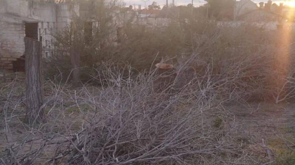 Confirman una multa de $180 millones por la tala ilegal de árboles en un predio de Las Grutas Confirman una multa de $180 millones por la tala ilegal de árboles en un predio de Las Grutas