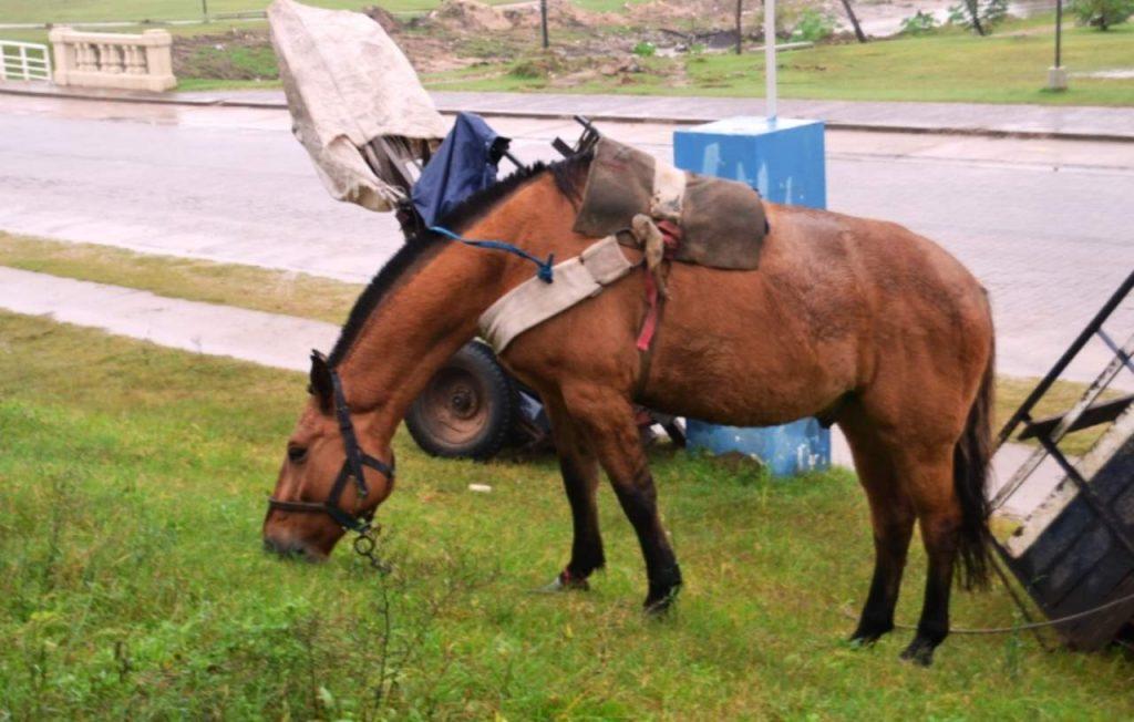 Buscan prohibir los carros tirados por caballos en toda la provincia de Buenos Aires Buscan prohibir los carros tirados por caballos en toda la provincia de Buenos Aires